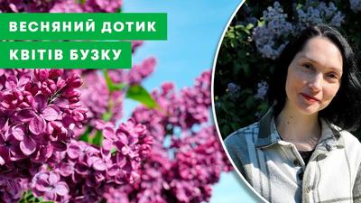 Сирень \"Красная москва\" / Syringa vulgaris \"Krasnaya Moskva\" - Купить  саженцы сирени в питомнике – выгодные цены в интернет-магазине в Москве