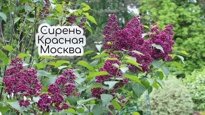 Сирень обыкновенная \"Красная Москва\" (Syringa vulgaris Krasnaja Moskva) -  Лиственные растения весна 2024 года - купить лиственные растения спирея,  кизильник, барбарис, лапчатка.