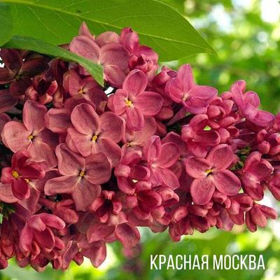 Сирень Красная Москва — RoseCatalog.ru