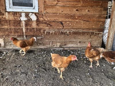 За год курица в Красноярске подорожала на 30% | 27.11.2023 | Красноярск -  БезФормата