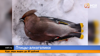 Птички на пешеходных дорожках Красноярска
