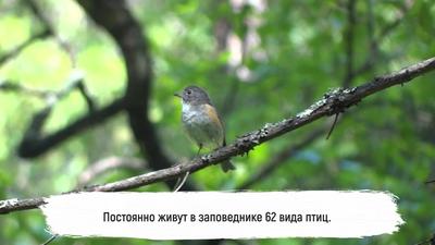 25 птиц на Столбах. Руководство по бёрдвотчингу - Афиша Красноярска