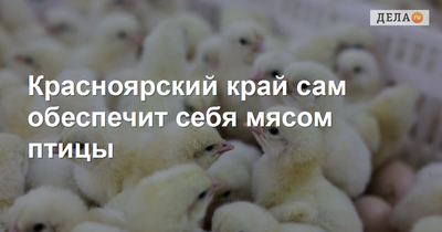 Ветеринар из Красноярска прооперировал голубя с опухолью на лапе