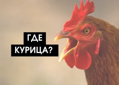 В России практически остановился рост производства курицы | Московский  Экономический Форум | Дзен
