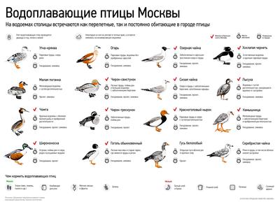 Водоплавающие птицы Москвы - Агентство городских новостей «Москва» -  информационное агентство