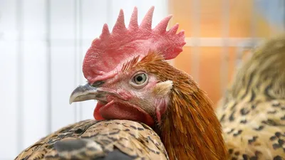 Приправа для курицы 15 г - купить в интернет-магазине в Москве, оптом и в  розницу