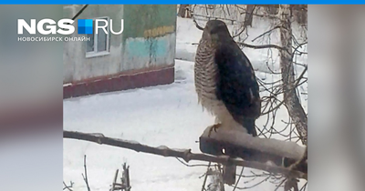 В Новосибирске заметили больших хищных птиц — они пожирают ворон и голубей  - 12 ноября 2018 - НГС.ру
