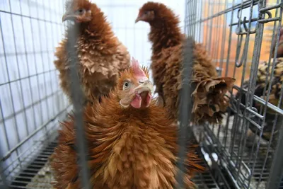 Новосибирский минсельхоз объяснил подорожание курицы | АОН // Новосибирск |  Дзен