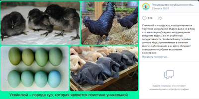 Птицеводы из Новосибирска продают зелёные яйца от кур редкой породы