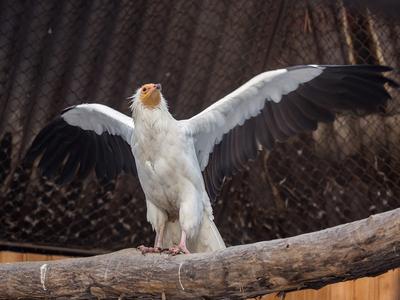 В Новосибирском зоопарке появились птицы из Красной книги, которые любят  зеркала | Ведомости законодательного собрания НСО