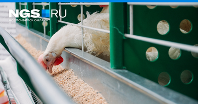 Почему выросли цены на курицу в Новосибирской области — отвечает Минсельхоз  Новосибирской области - 29 ноября 2023 - НГС.ру