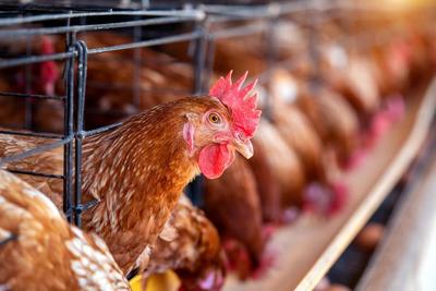 Дефицит яйца и мяса курицы в Новосибирской области был вызван ажиотажным  спросом населения | Infopro54 - Новости Новосибирска. Новости Сибири