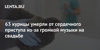 Какие птицы перезимовали в Самарской области? - KP.RU