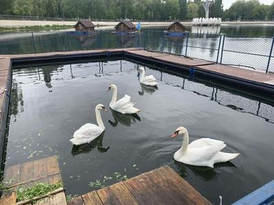 Минпромторг Самарской области: проблем с поставками мяса кур в торговые  сети нет | СОВА - главные новости Самары