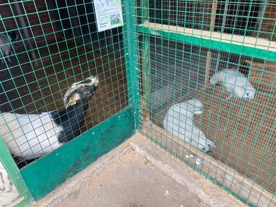 Бешеные морские свинки, добрый Умка и... курицы?: как я впервые сходила в  Самарский зоопарк | 17.05.2023 | Самара - БезФормата
