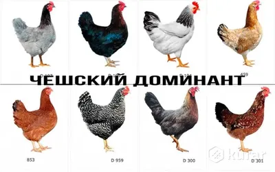 Беларусь в ТОП-5. Узнали, где самая дешевая курица в Европе