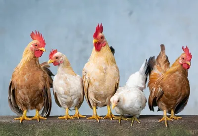 Крылышко или ножку? Эксперты назвали причины подорожания курицы в России |  Рынок | Деньги | Аргументы и Факты
