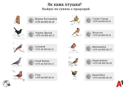 В Беларусь возвращаются перелетные птицы. Первыми стали серые гуси и чибисы