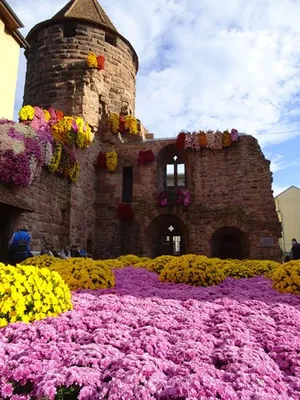 Chrysanthema Lahr, Germany - Town Centre-Sunspot (NCN) - Greatdays Group  Travel