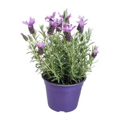 Лаванда Французская Тоскана (Lavandula stoechas Toscana)