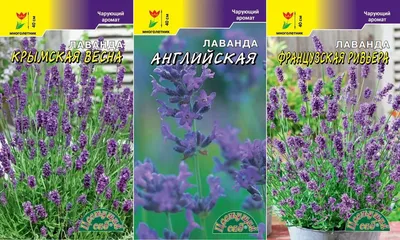 Лаванда Французская ривьера (семена,цветы) купить по цене 39 ₽ в  интернет-магазине KazanExpress