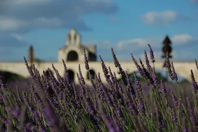 Цветение лаванды во Франции: где посмотреть