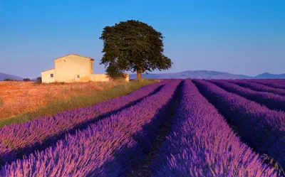 Планета чудес - Лавандовые поля, Прованс, Франция | Facebook