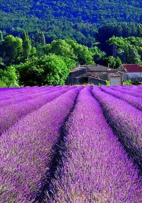 Лавандовые поля, Прованс, Франция. - Путешествуем вместе | Beautiful  places, Lavender fields provence, Lavender fields