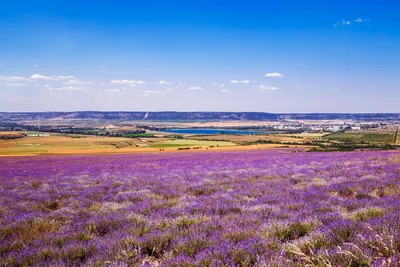 Лавандовые поля в Крыму: где найти и когда ехать (ФОТО)