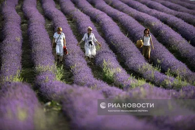 Лаванда в Крыму - где и когда цветет? Лавандовые поля - фото, экскурсии,  как добраться - Азовский