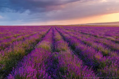 ФОТОСЕССИЯ В ЛАВАНДЕ. ФОТОГРАФ КРЫМ.