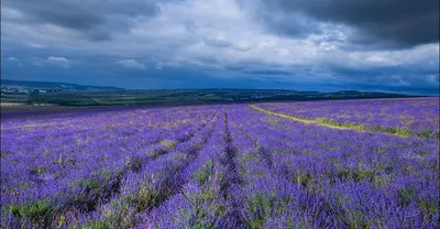 Лавандовые поля в Крыму