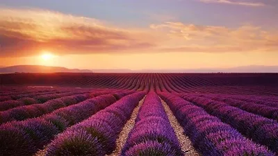 Лавандовые поля в Провансе, Франция: фото и когда цветут