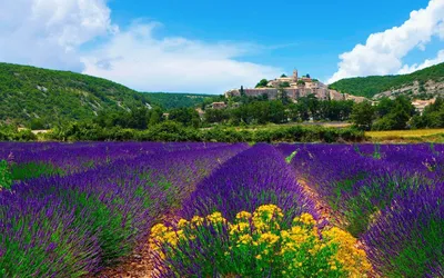Лавандовые поля, Прованс, Франция. - Путешествуем вместе | Beautiful  places, Lavender fields provence, Lavender fields