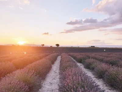 Невероятная красота, Лавандовые поля. Франция. | Путешествия | Дзен