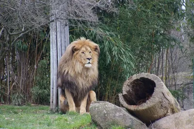 File:Zoo Leipzig Pongoland1.jpg - Wikimedia Commons