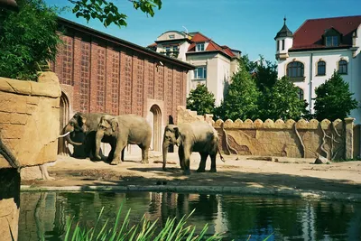 Leipzig Zoo Celebrates 145th Birthday - News - EuroAmusement Professional