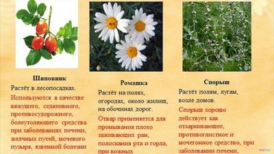 Лекарственные растения Красноярского края фото