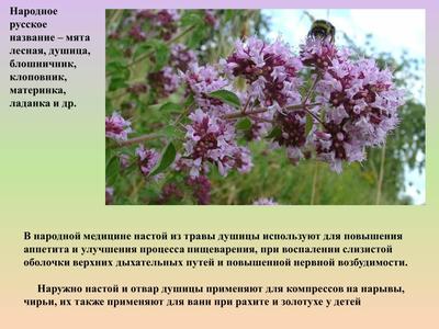 Лекарственные растения красноярского края (53 фото) - красивые картинки и  обои на рабочий стол