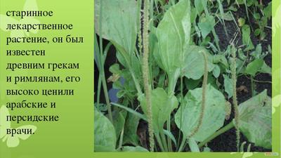 Полезные растения краснодарского края - 53 фото