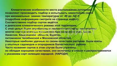 Лекарственные растения красноярского края (53 фото) - красивые картинки и  обои на рабочий стол