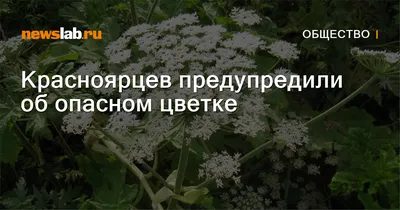 Лекарственные растения Краснодарского края