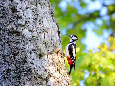 Наблюдение за птицами в национальном парке «Гауя» » EnterGauja