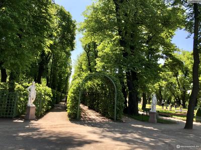 Где в Петербурге прогуляться в старинном саду средь скульптур? — 12 фактов  о Летнем саде | Санкт-Петербург Центр