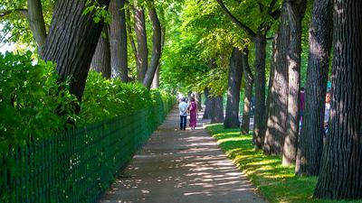Летний сад (Санкт-Петербург): фото и отзывы — НГС.ТУРИЗМ