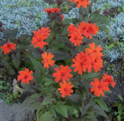 Лихнис 'Везувий' (Lychnis 'Vesuvius')