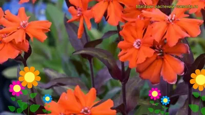 Lychnis Orange Gnome семена - Lychnis arkwrightii - 90 семян - Lychnis x  arkwrightii – Garden Seeds Market | Бесплатная доставка