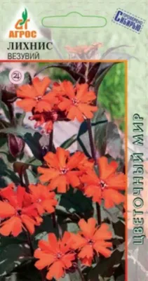 Цветы для сада - Аленький цветочек(лихнис Везувий) — купить в Красноярске.  Садовые цветы на интернет-аукционе Au.ru