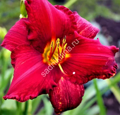 CHICAGO APACHE DAYLILY – Hinsdale Nurseries – Welcome to Hinsdale Nurseries