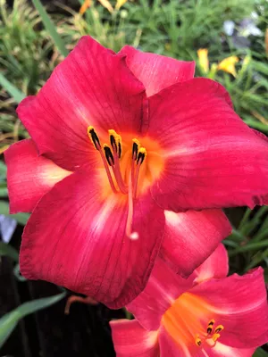 Daylily CHICAGO APACHE - Perennial Plant Sale shipped from Grower to your  door